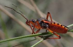 Attēlu rezultāti vaicājumam “Rhynocoris annulatus”