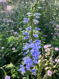 Image result for Campanula americana