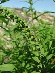 Attēlu rezultāti vaicājumam “Ambrosia artemisiifolia fruit”