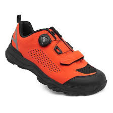 Attēlu rezultāti vaicājumam “Amara sp.”