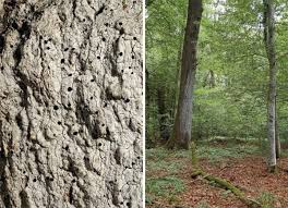 Attēlu rezultāti vaicājumam “Arthonia byssacea”