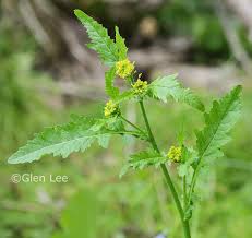 Attēlu rezultāti vaicājumam “Rorippa palustris leaf”