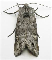 Attēlu rezultāti vaicājumam “Lithomoia solidaginis”