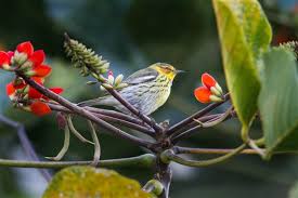 Image result for Dendroica tigrina