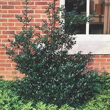 Attēlu rezultāti vaicājumam “Ilex x meserveae”