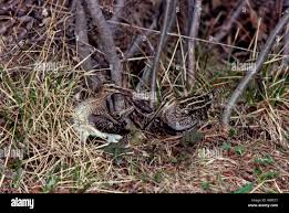Attēlu rezultāti vaicājumam “Gallinago gallinago nest”