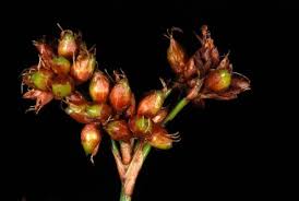 Attēlu rezultāti vaicājumam “Cladium mariscus flower”