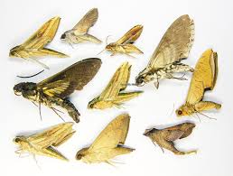 Attēlu rezultāti vaicājumam “Sphingidae”