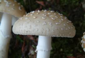Attēlu rezultāti vaicājumam “Amanita pantherina”