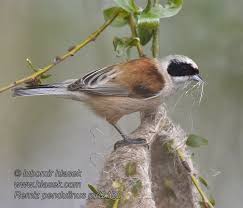 Image result for Remiz pendulinus