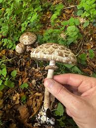 Attēlu rezultāti vaicājumam “Macrolepiota rhacodes var. bohemica”