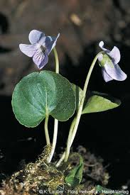 Attēlu rezultāti vaicājumam “Viola palustris”