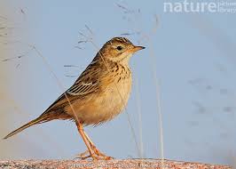 Image result for Anthus godlewskii