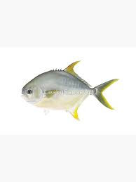 Image result for Trachinotus carolinus