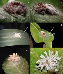 Attēlu rezultāti vaicājumam “Torrubiella arachnophila”