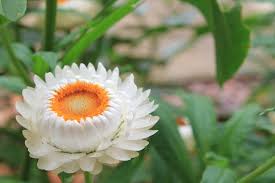 Image result for Helichrysum bracteatum