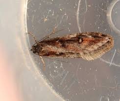 Attēlu rezultāti vaicājumam “Semioscopis oculella”