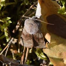 Attēlu rezultāti vaicājumam “Orthosia opima”