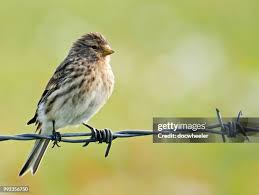 Image result for twite photo