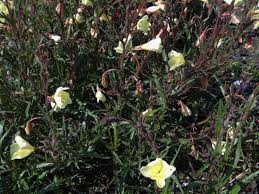 Image result for Oenothera odorata