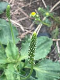 Attēlu rezultāti vaicājumam “Plantago major”