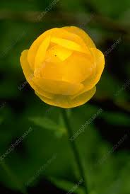 Attēlu rezultāti vaicājumam “Trollius europaeus”