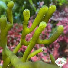 Attēlu rezultāti vaicājumam “Cribraria splendens macro”