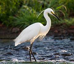 Image result for Egretta garzetta