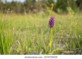 Attēlu rezultāti vaicājumam “Dactylorhiza incarnata flower”