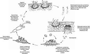 Attēlu rezultāti vaicājumam “Puccinia coronata”