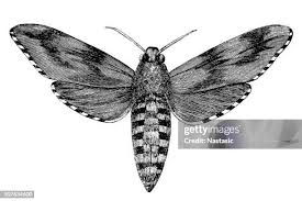 Attēlu rezultāti vaicājumam “Sphinx pinastri”