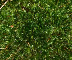 Attēlu rezultāti vaicājumam “Dicranum flagellare”