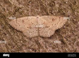Attēlu rezultāti vaicājumam “Cyclophora albipunctata”
