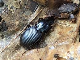 Attēlu rezultāti vaicājumam “Pterostichus sp.”