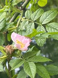 Attēlu rezultāti vaicājumam “xComagaria rosea”