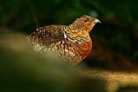 Attēlu rezultāti vaicājumam “Tetrao urogallus female”