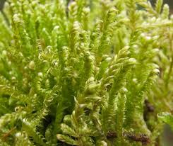 Attēlu rezultāti vaicājumam “Hypnum jutlandicum”