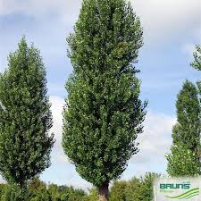 Attēlu rezultāti vaicājumam “Populus nigra Italica leaf”