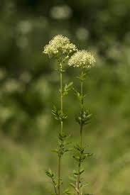 Attēlu rezultāti vaicājumam “Thalictrum flavum bud”