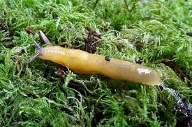 Attēlu rezultāti vaicājumam “Malacolimax tenellus”