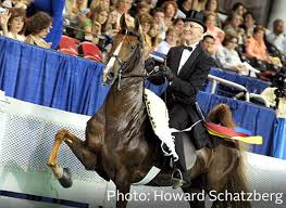 Image result for Fisher Equestrian