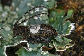 Attēlu rezultāti vaicājumam “Pogonocherus hispidulus”