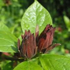 Attēlu rezultāti vaicājumam “Thuja plicata flower”