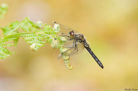 Attēlu rezultāti vaicājumam “Leucorrhinia albifrons”