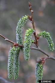 Attēlu rezultāti vaicājumam “Populus”