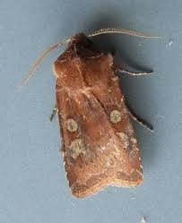 Attēlu rezultāti vaicājumam “Cerastis leucographa”