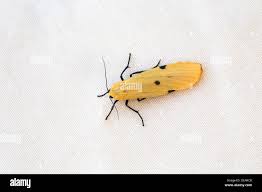 Attēlu rezultāti vaicājumam “Lithosia quadra female”