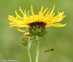 Attēlu rezultāti vaicājumam “Inula salicina flower”