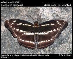 Attēlu rezultāti vaicājumam “Athelia pyriformis”