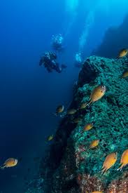Image result for Three Seas Diving